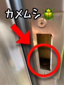 カメムシ?(※店長※　大空　夢写メ日記 11/04 23:02)